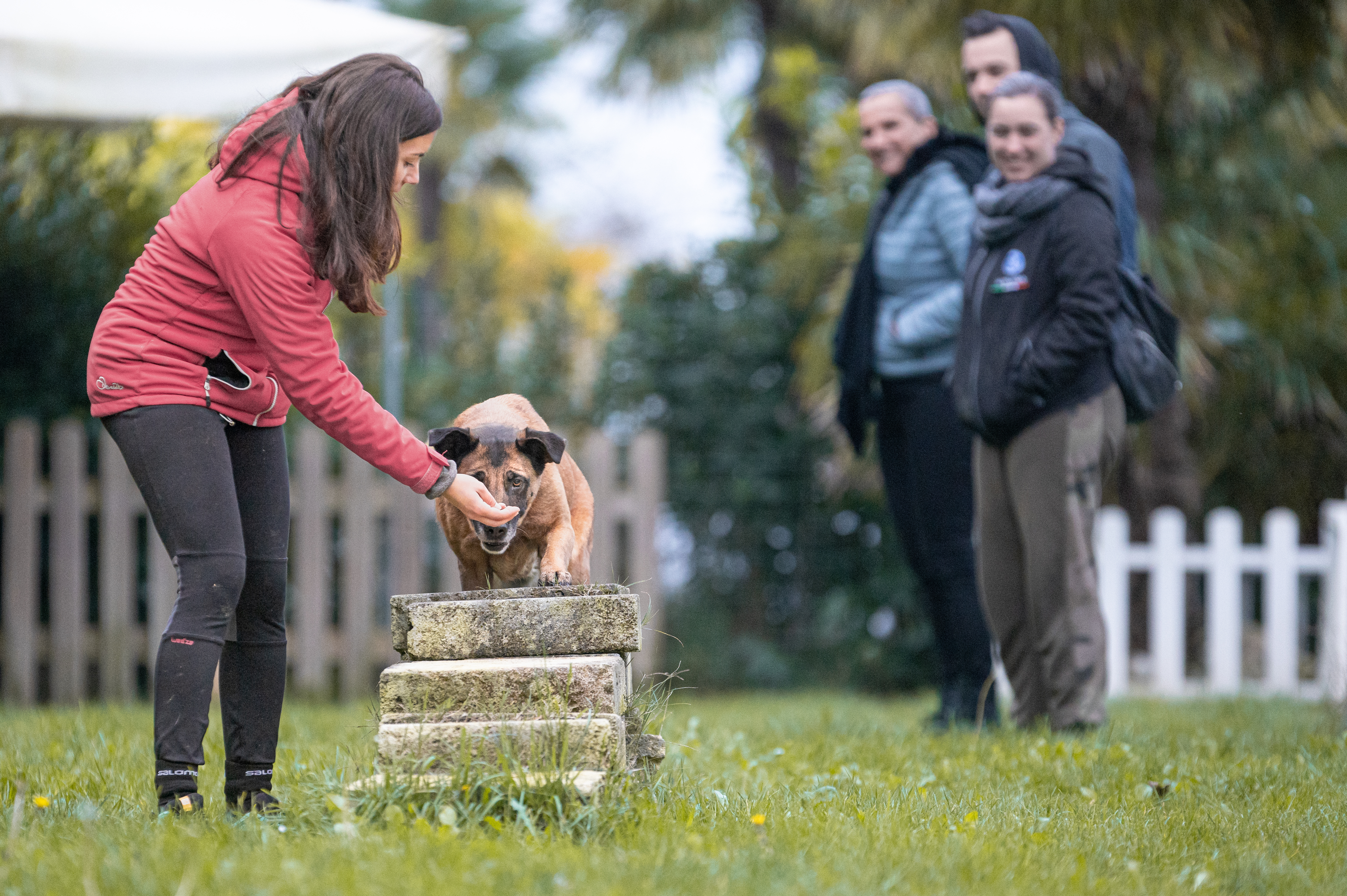 Dogsitter - corsa